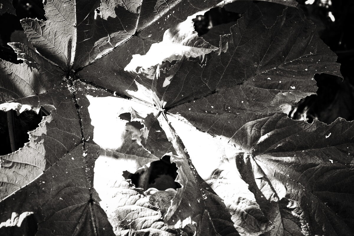 Фотография - Денис Безногов