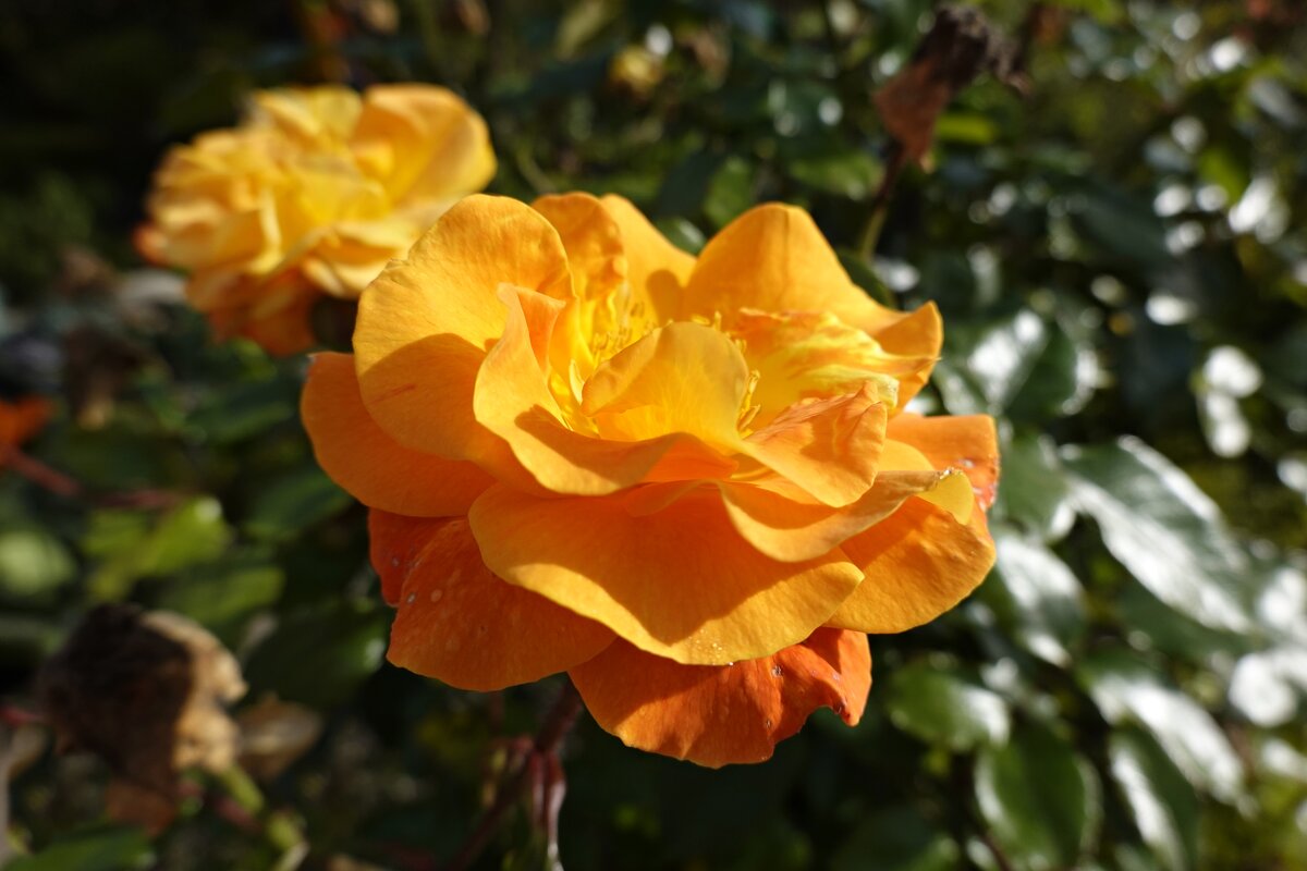 ......в осенних розах нежность увяданья... - Галина ......в осенних розах нежность увяданья... - Галина