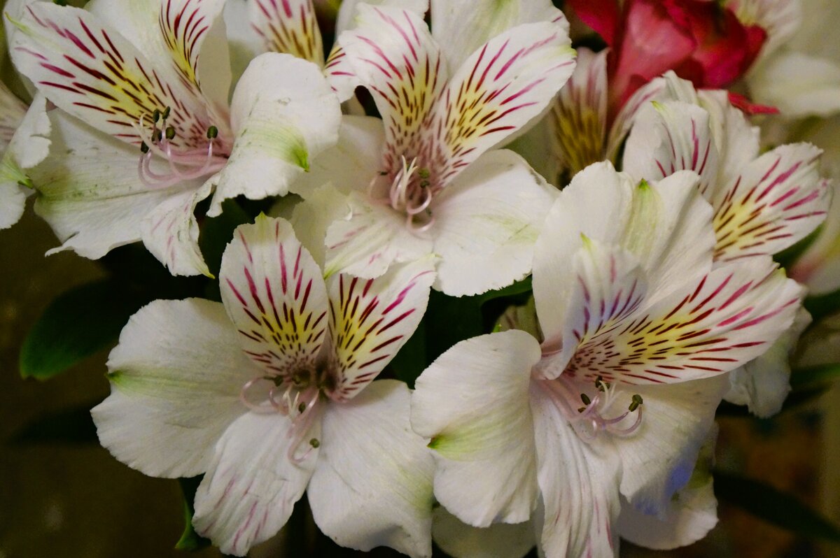 Альстромерия - Алёна Савина