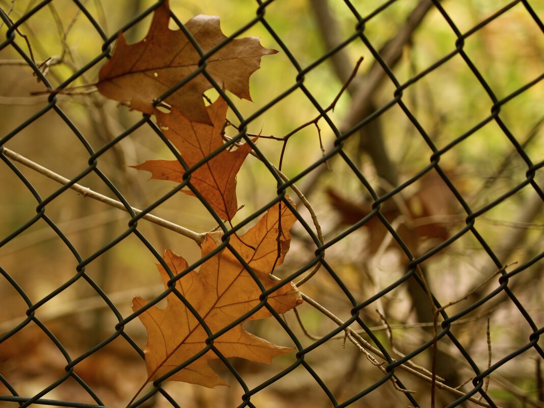 В плену у забора. - Lucy Schneider 