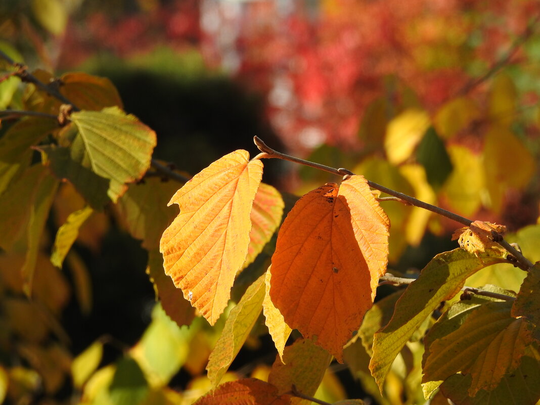 осень - ИННА ПОРОХОВА