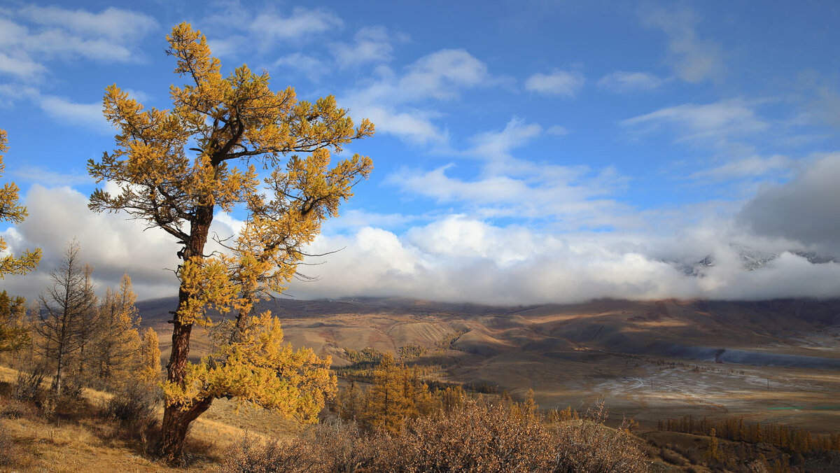 *** - владимир 