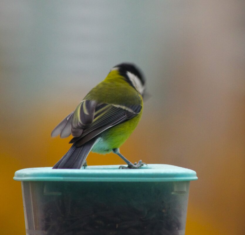 "Безобразие ! Спать буду без ужина !" - Юрий Куликов