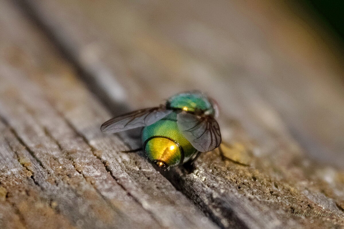 Позолоченное брюхо... - Николай Гирш