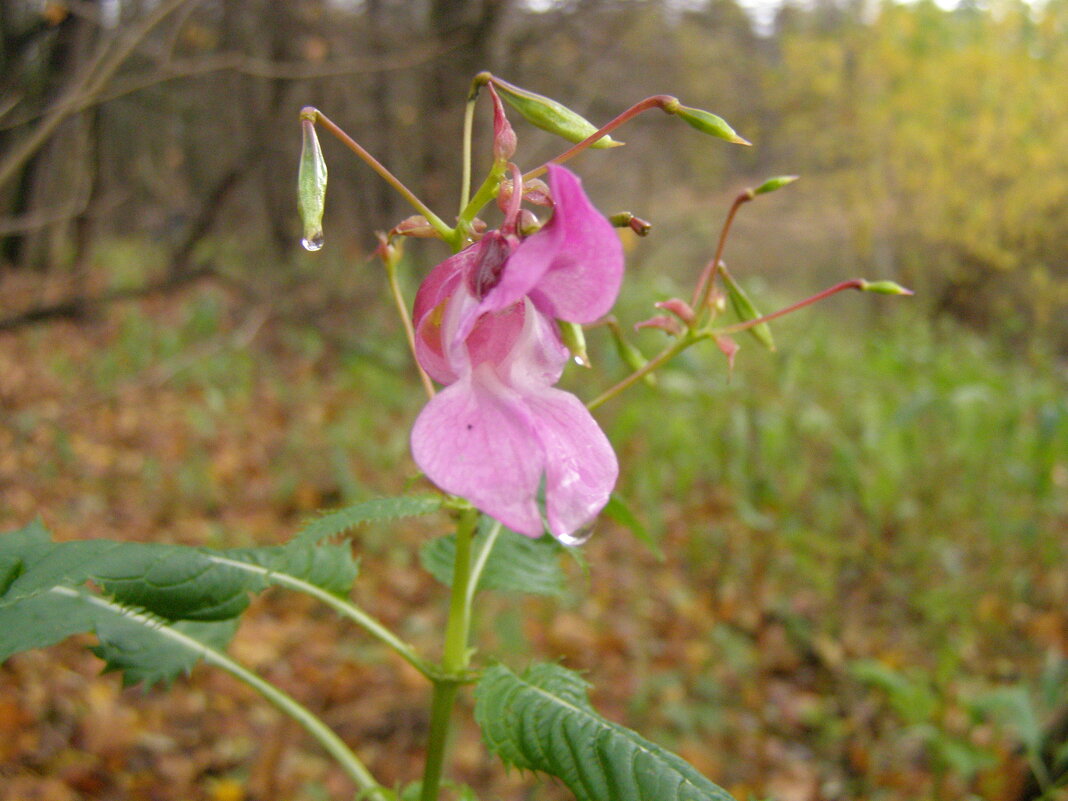 Бальзамин лесной недотрога обыкновенная - Анна Воробьева