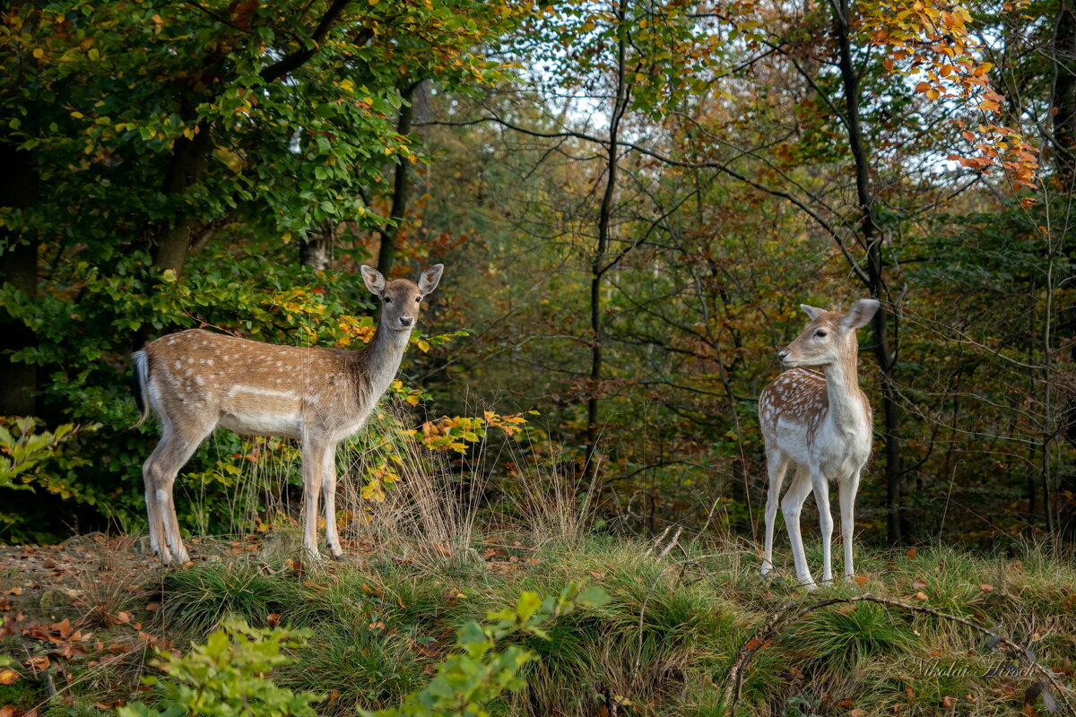 Лесные красавицы... - Николай Гирш