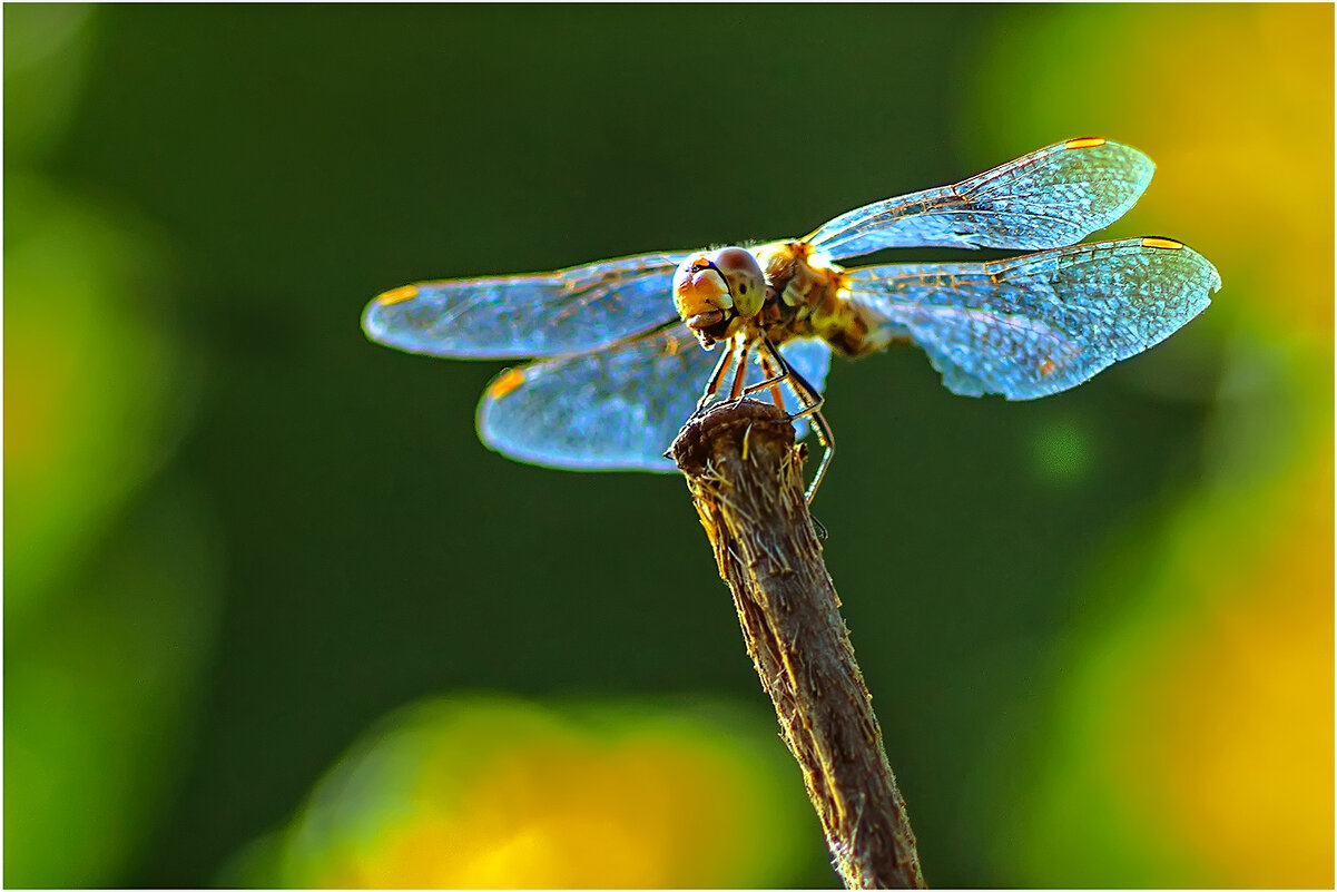 О, Лето Красное ! - Валентин Котляров