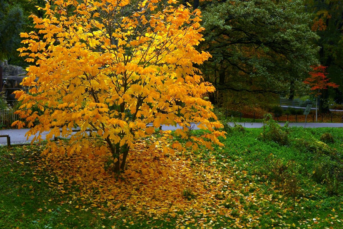 Золотое дерево - Юрий. Шмаков Золотое дерево - Юрий. Шмаков