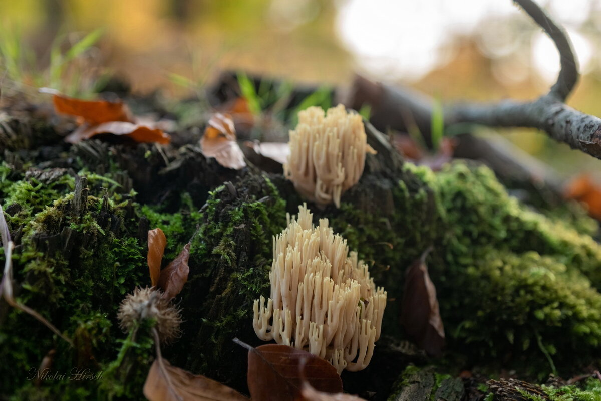 Рогатик... - Николай Гирш