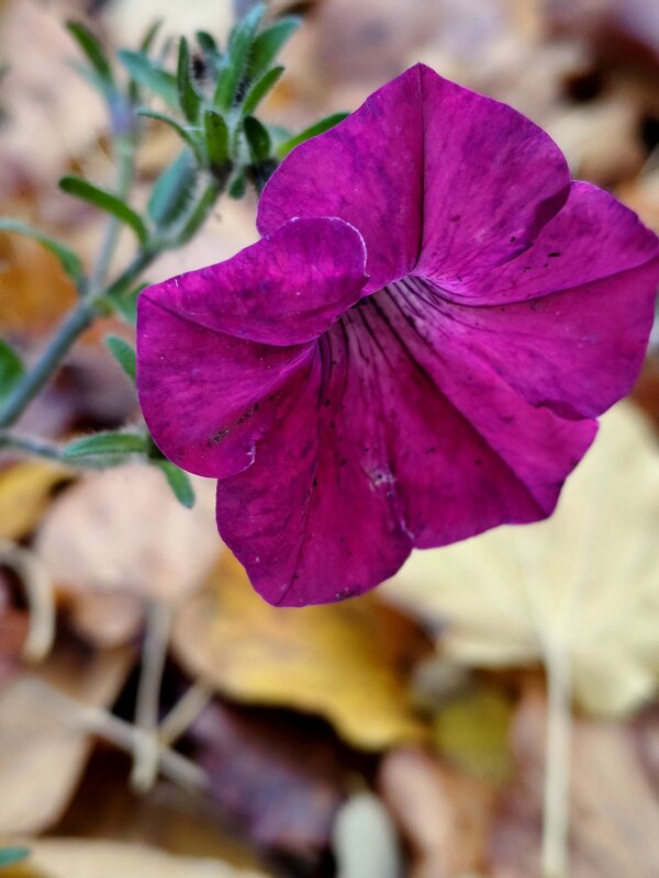На прощанье от Лета. - Александр Кондаков