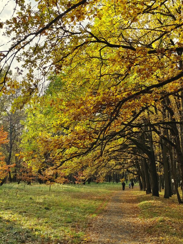 Нисподение ветвей. - Александр Кондаков