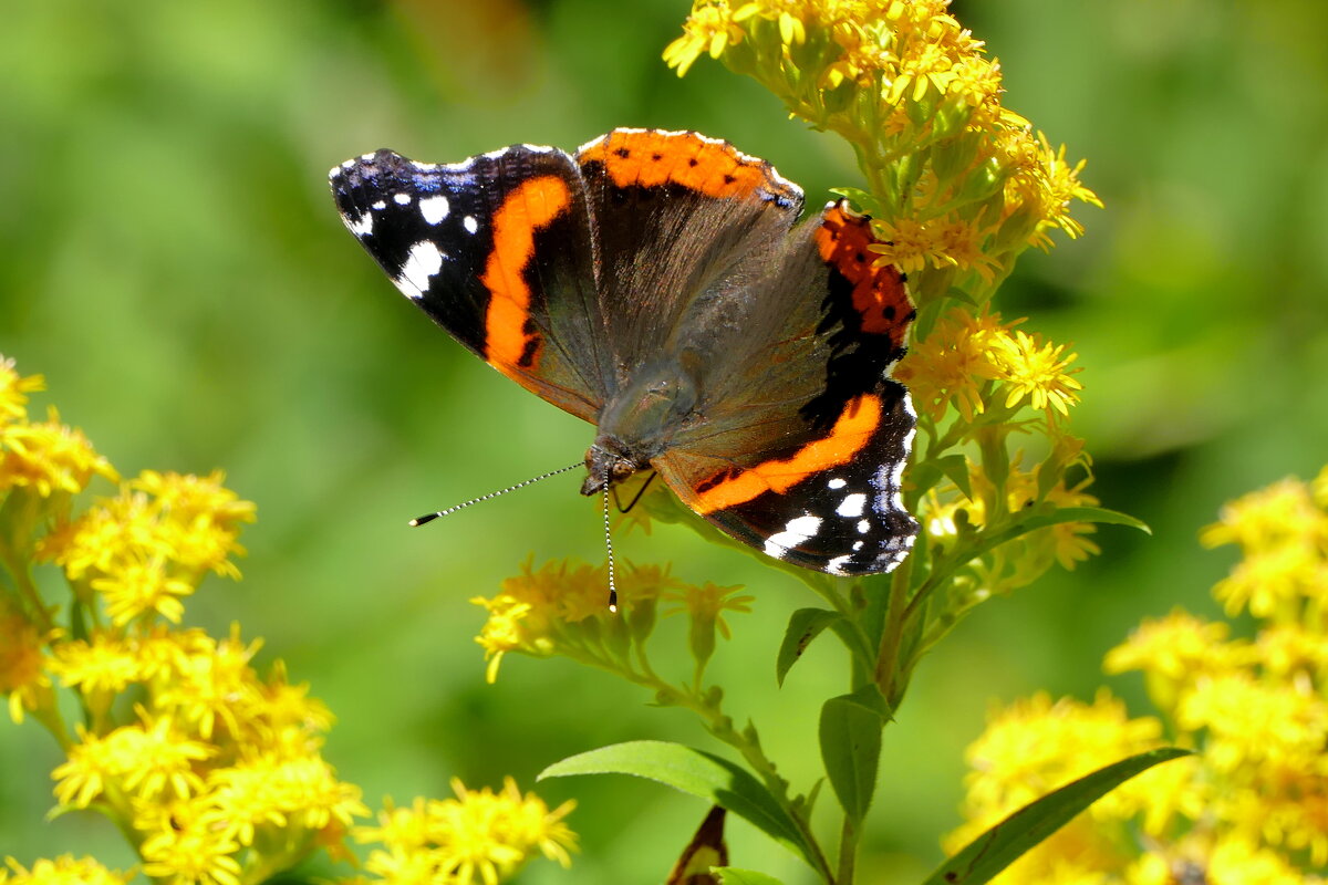 опять бабочки 7 - Александр Прокудин