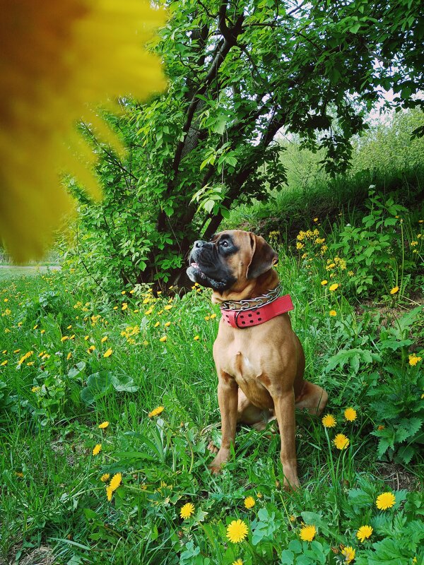 Немецкий боксер смотрит в сторону - Ann 