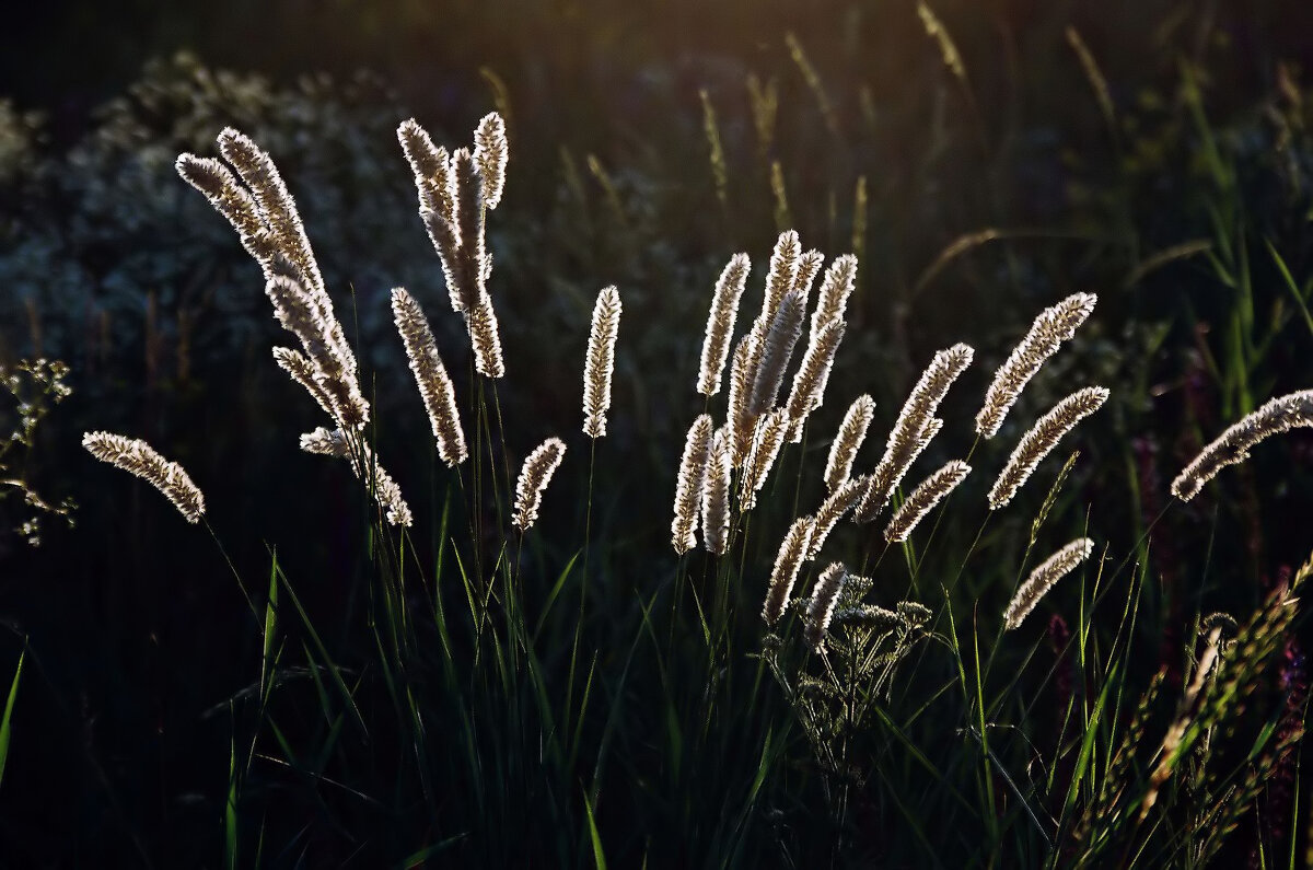 последние лучи - александр 