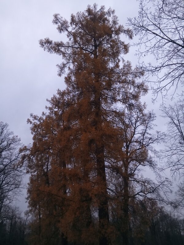 Осень - Сапсан 