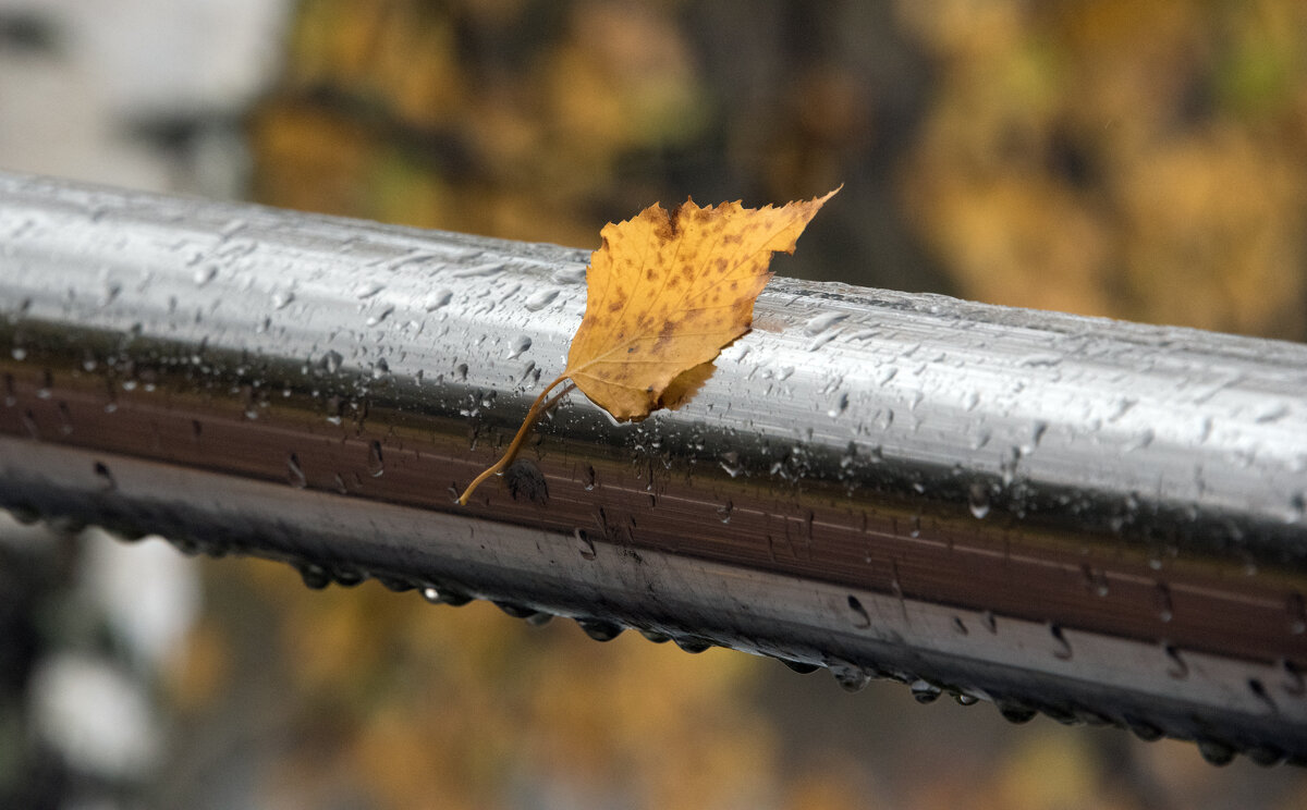 Осень. - Владимир Безбородов