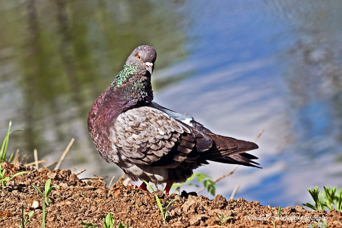 Голубь - Светлана Ищенко
