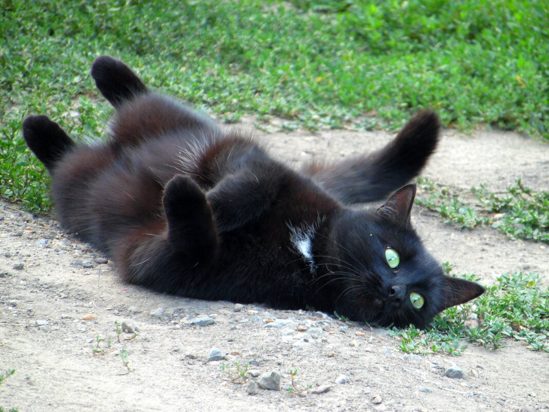 Как хочу.так и лежу. - nadyasilyuk Вознюк Как хочу.так и лежу. - nadyasilyuk Вознюк