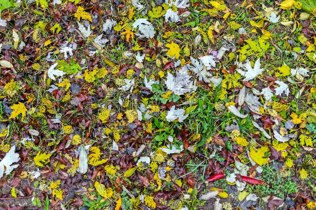 Осенние ковры - Валерий Иванович