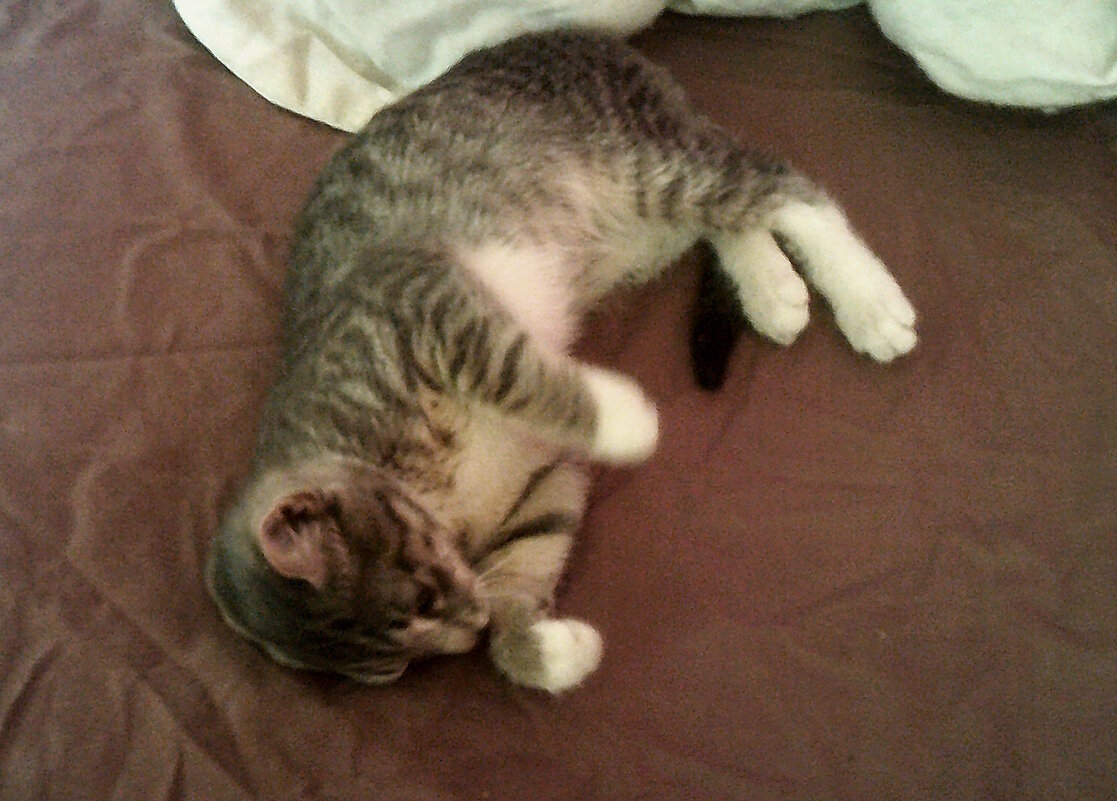 Мурка - Сергей Уткин