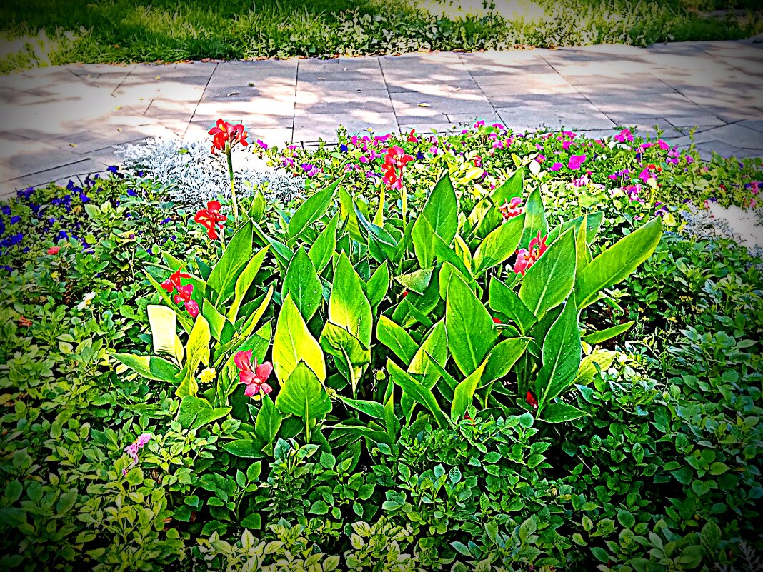 Клумба. - Владимир Драгунский