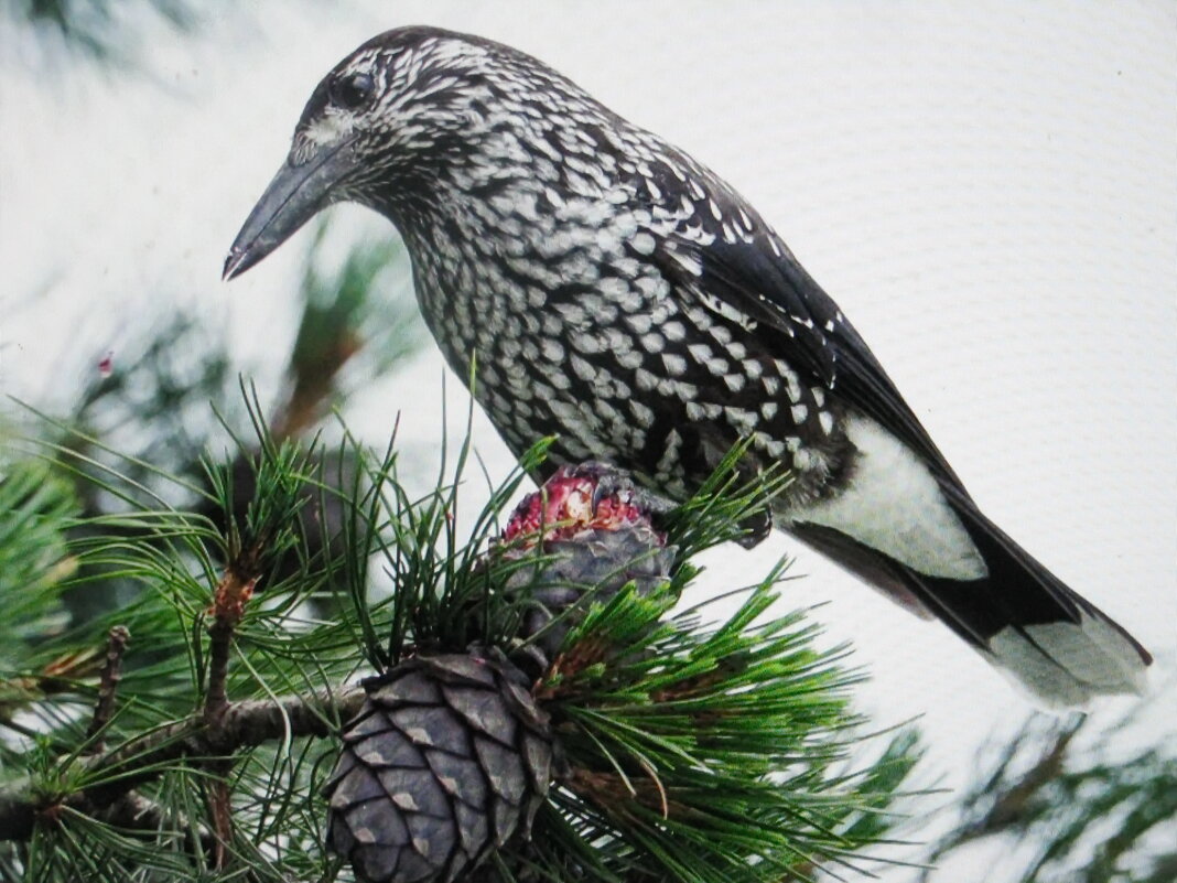 Кедровка прилетела - Людмила Смородинская