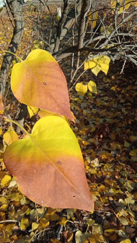 прекрасный октябрь - Елена Шаламова