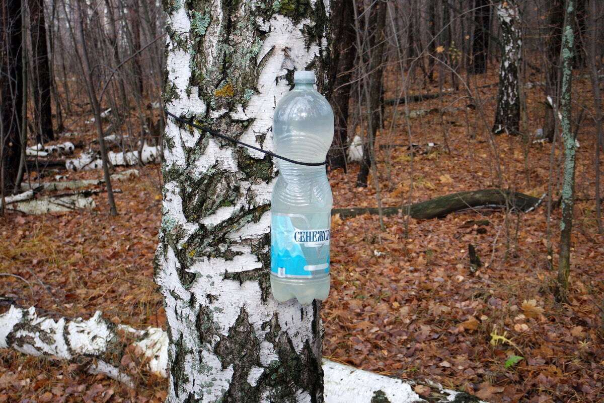 Конец октября, но отчаянные оптимисты продолжают собирать берёзовый сок..:-) - Андрей Заломленков