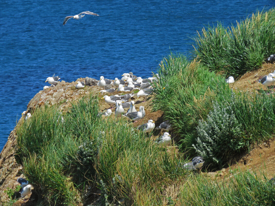 Дом чаек - ИРЭН@ . Дом чаек - ИРЭН@ .