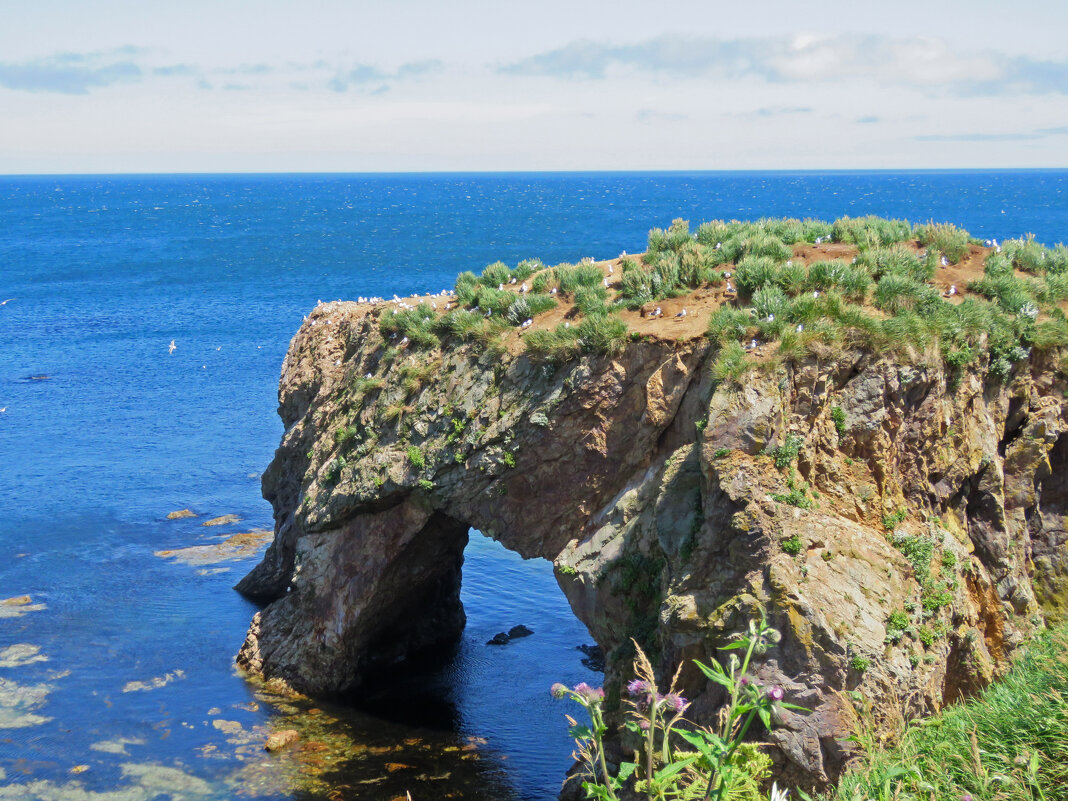 мыс Птичий - ИРЭН@ .