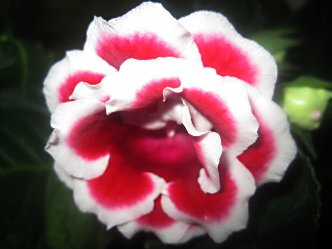 Глоксиния - Елена Семигина