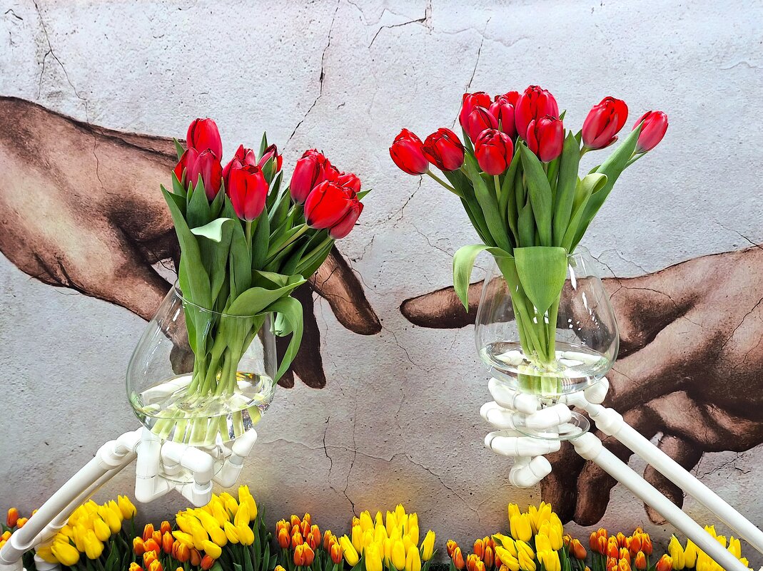 Тюльпаны - Наталья 
