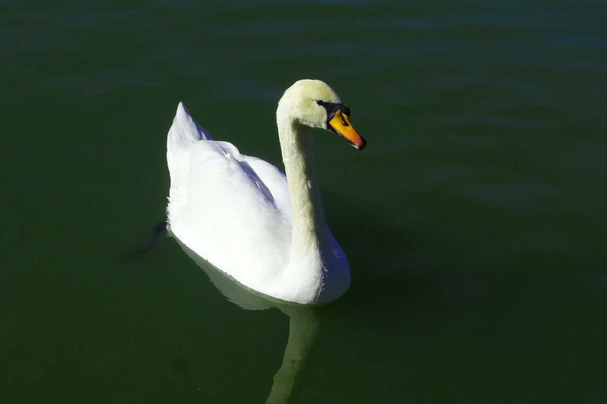 Лебеди  Гагаринского  парка - Валентин Семчишин