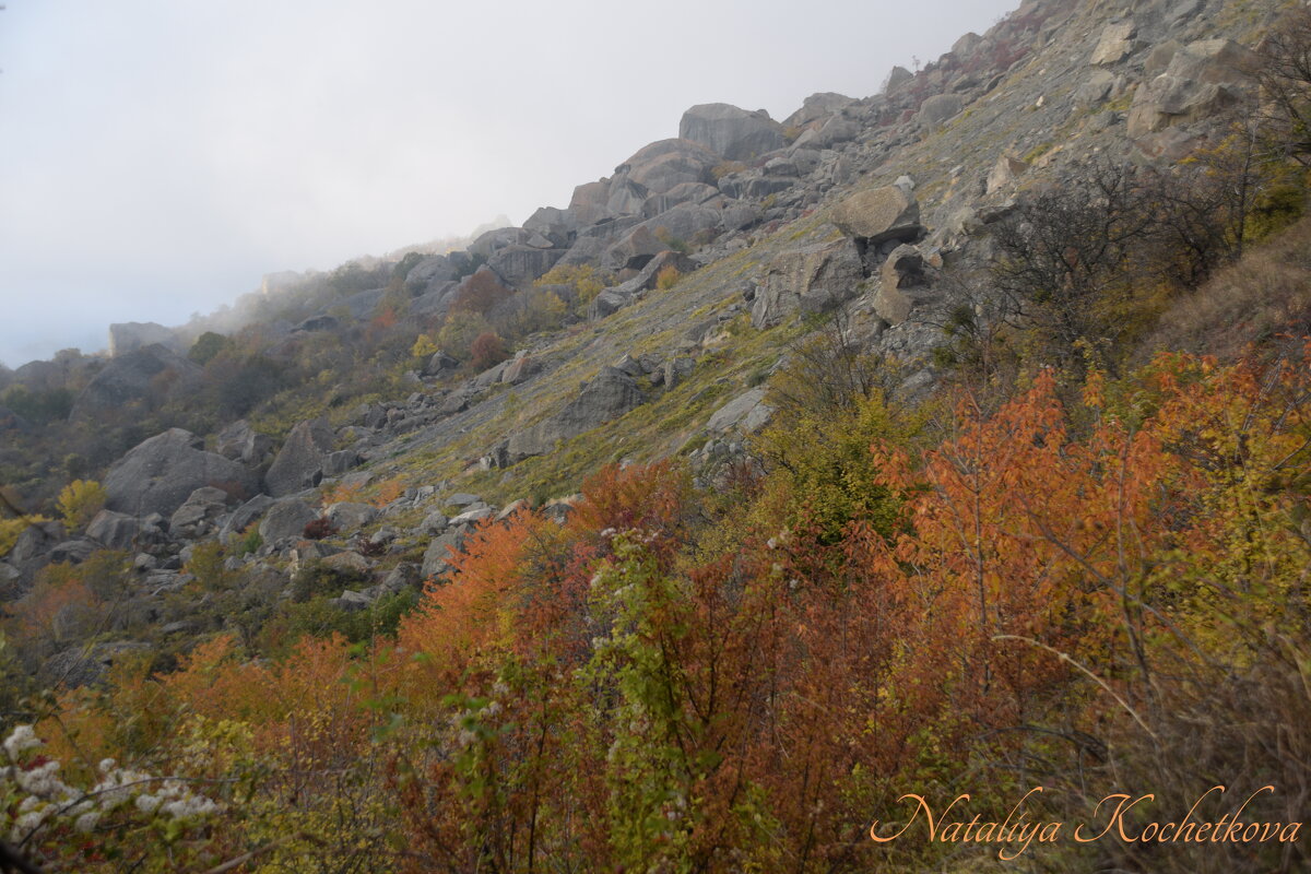 Природа Крыма - Amazing Cosmea Природа Крыма - Amazing Cosmea