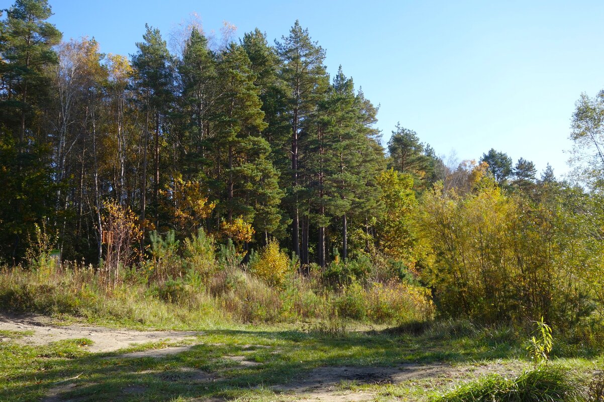 Побережье лесного озера - Рита Симонова Побережье лесного озера - Рита Симонова