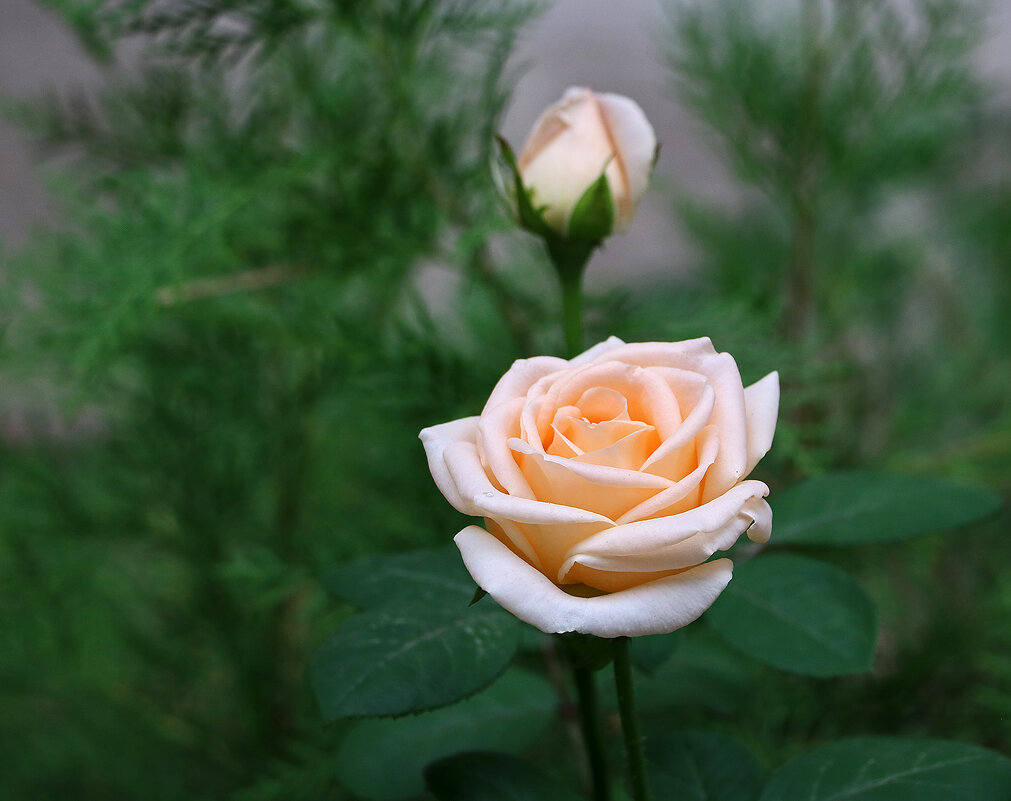 *** - Светлана 