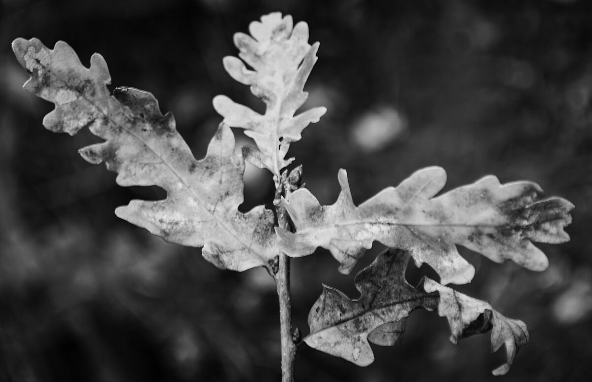 *** - Игорь Протасов