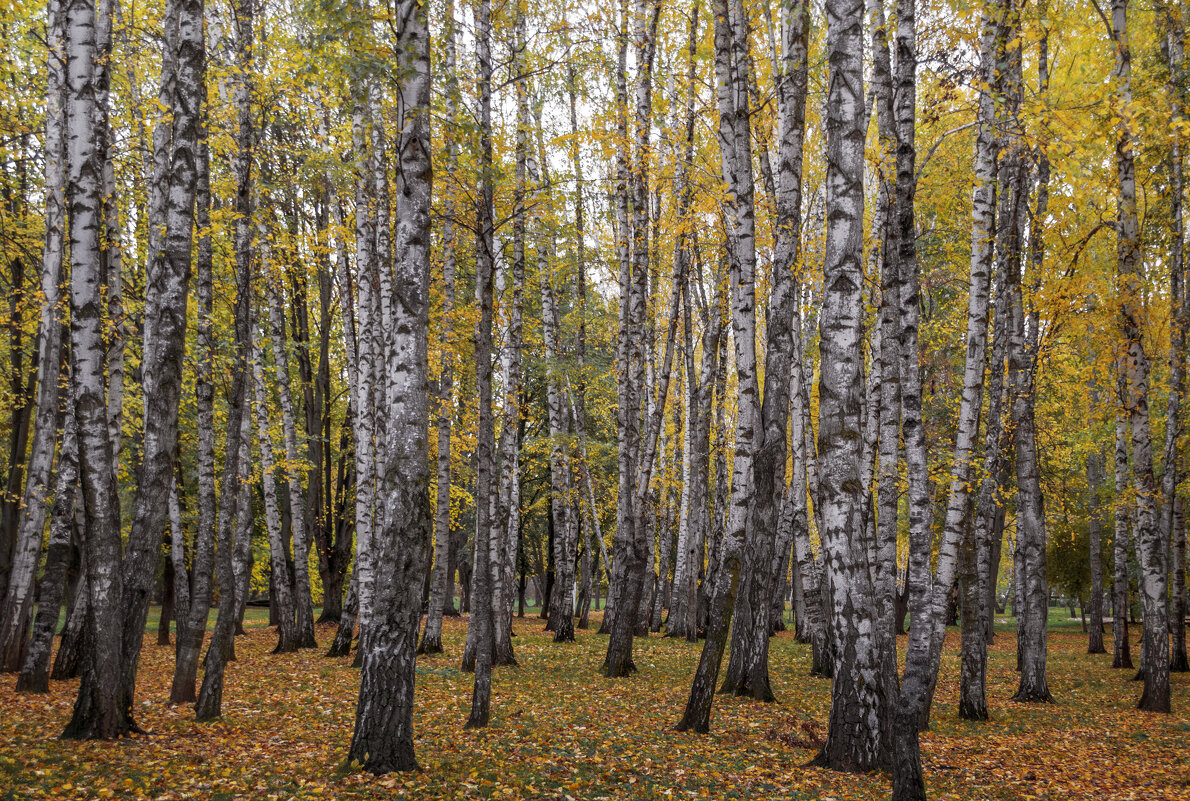 *** - Игорь Протасов