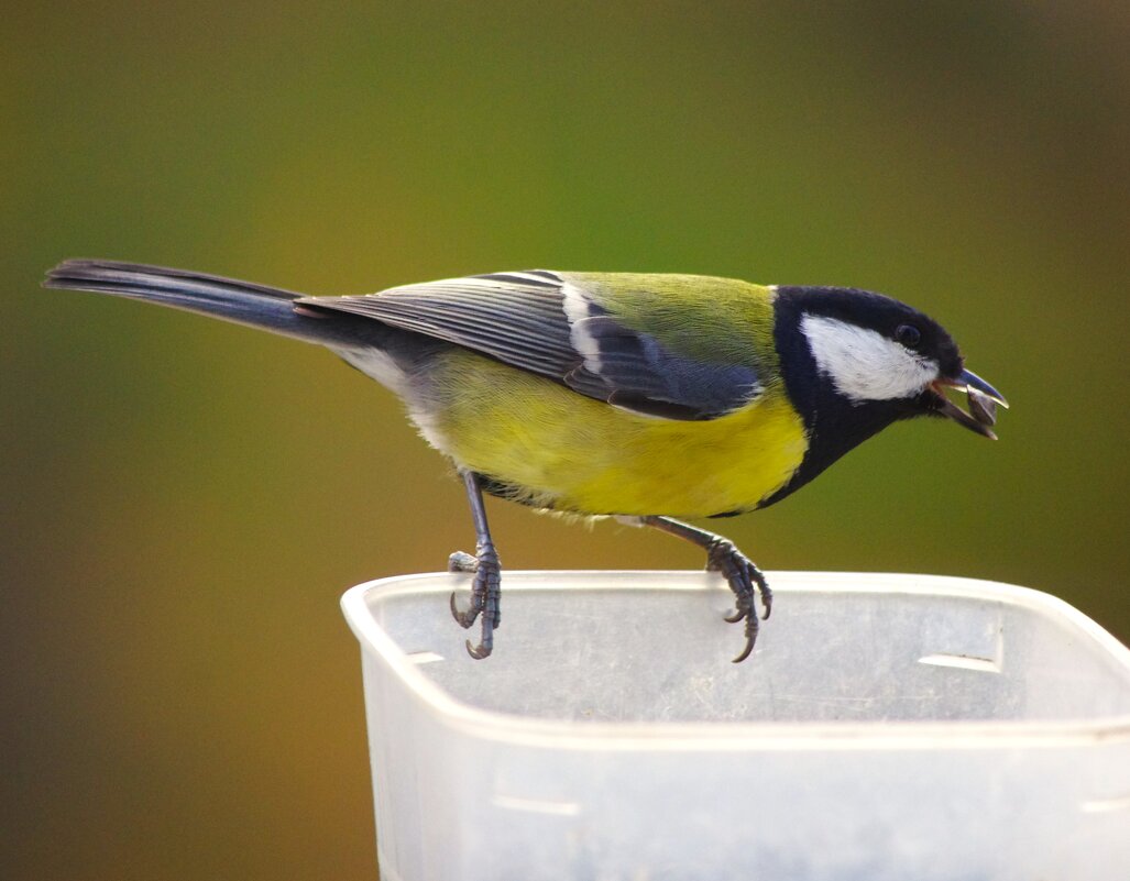 Эта - не упустит своего ! - Юрий Куликов