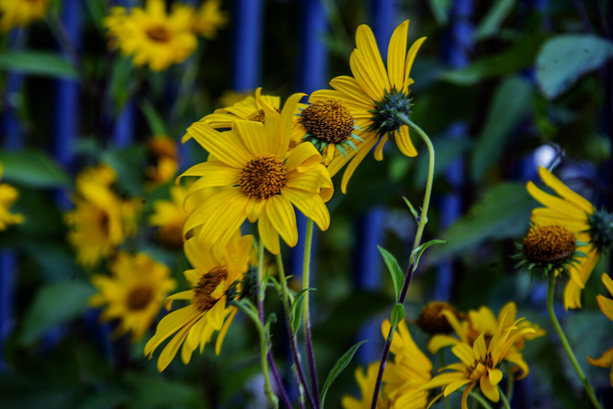 Жёлтые - Анатолий Чикчирный