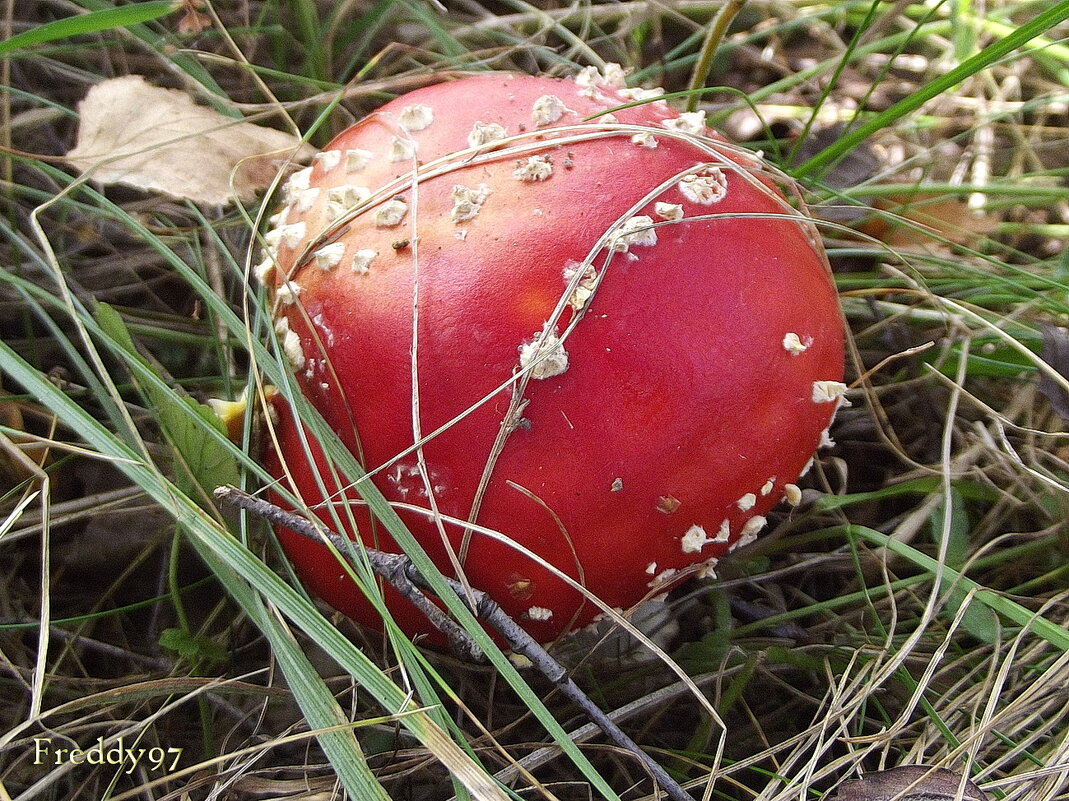 Мухомор - Freddy 97