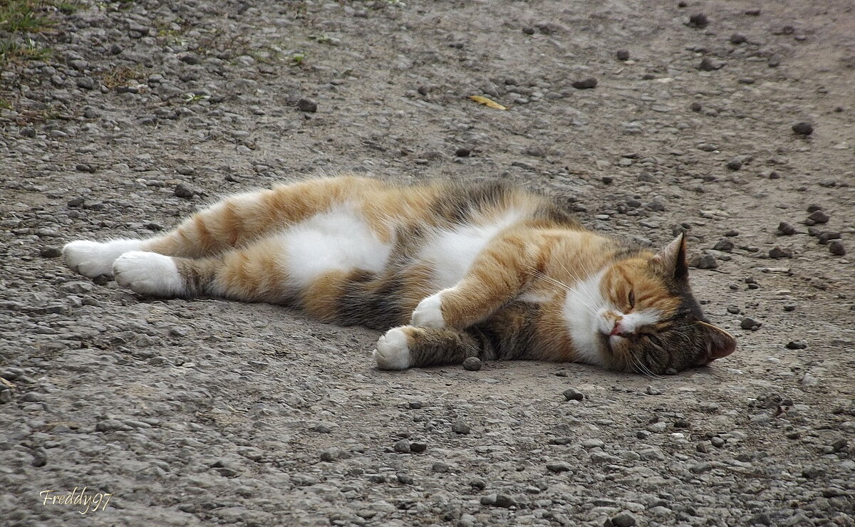 Где сморило - там и упала... - Freddy 97