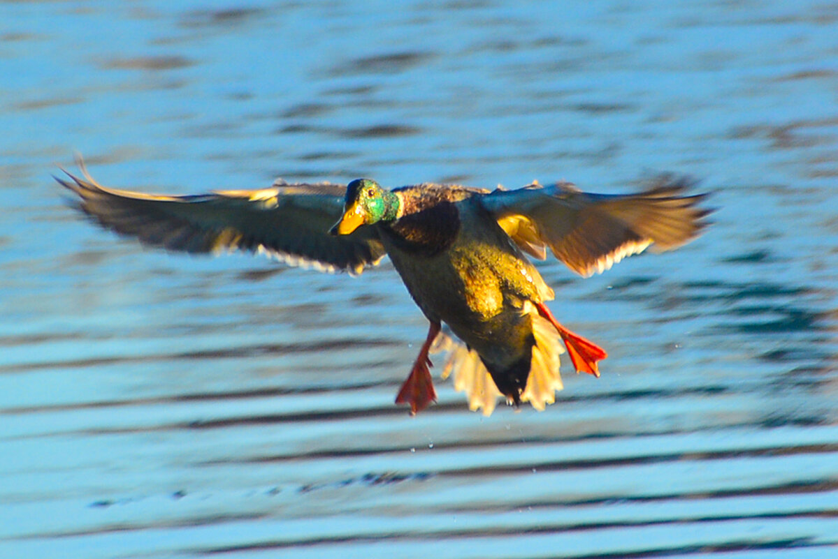 приводняемся - леонид логинов