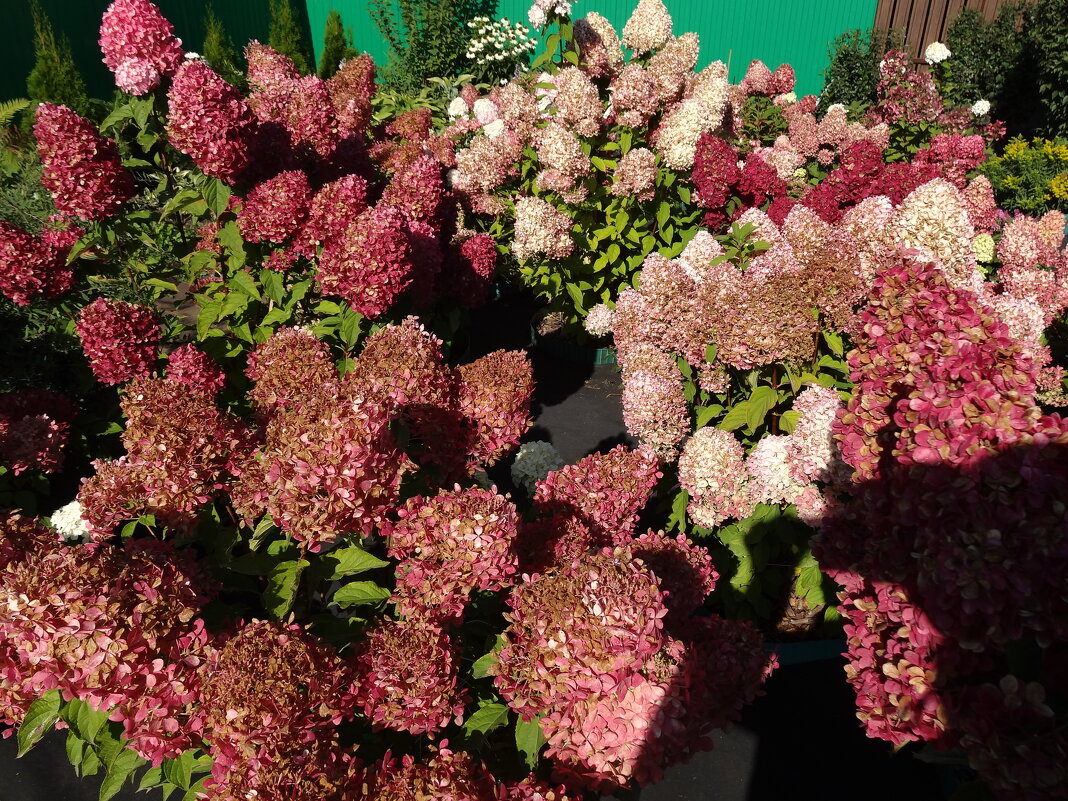 ГОРТЕНЗИЯ - СЕРГЕЙ ФИЛОЧКИН