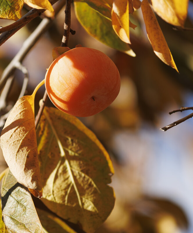 Хурма - Светлана Тихонина