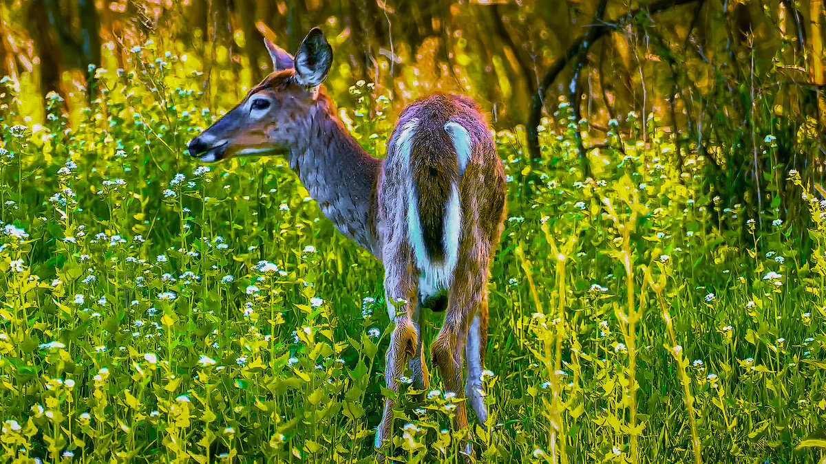 Белохвостый олень - Aleksey Afonin