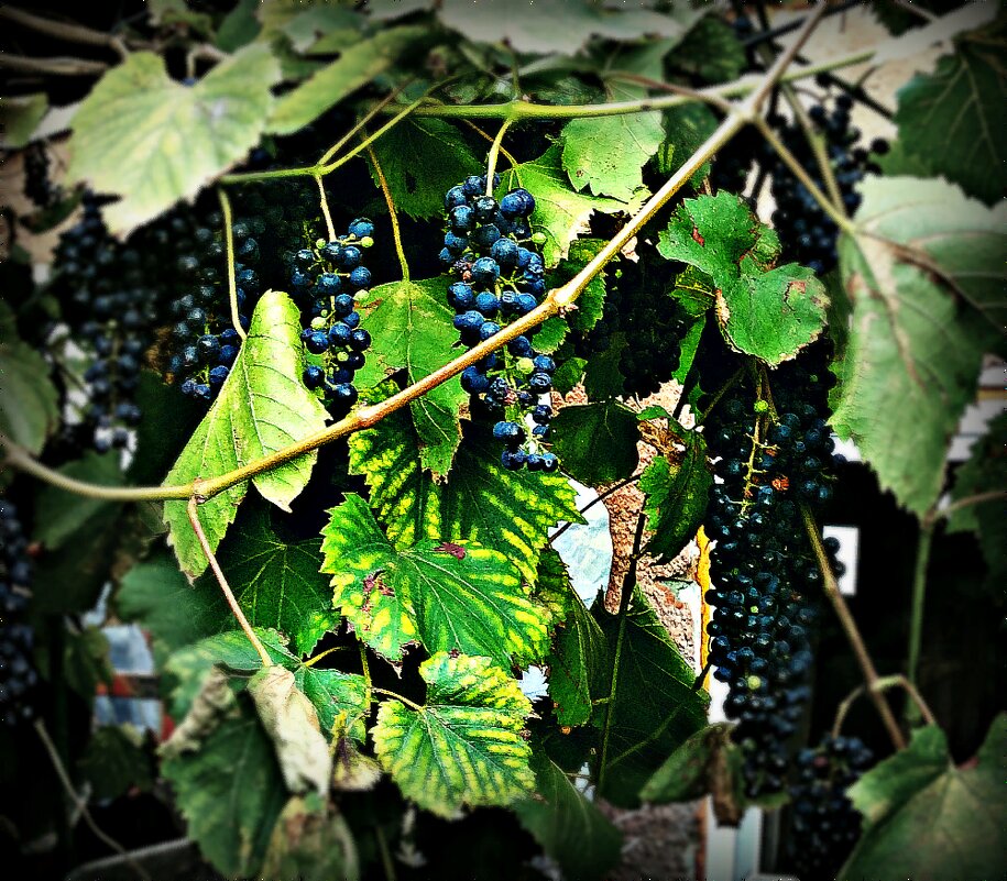 Гордость сада - виноград - Alisia La DEMA Гордость сада - виноград - Alisia La DEMA