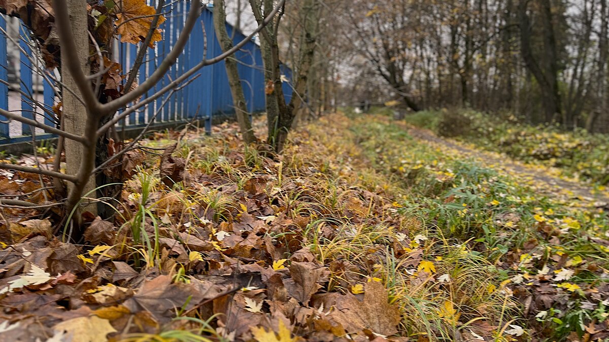 ***ковер на земле золотистый*** - Olga Oskolkova ***ковер на земле золотистый*** - Olga Oskolkova