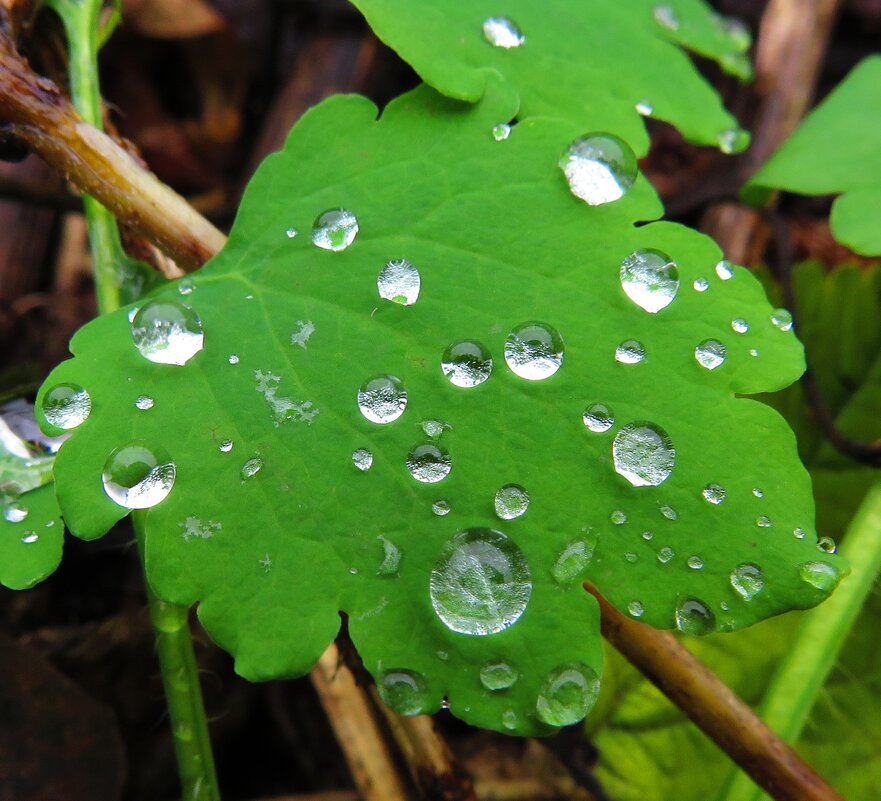 Бусинки дождя - Андрей Снегерёв