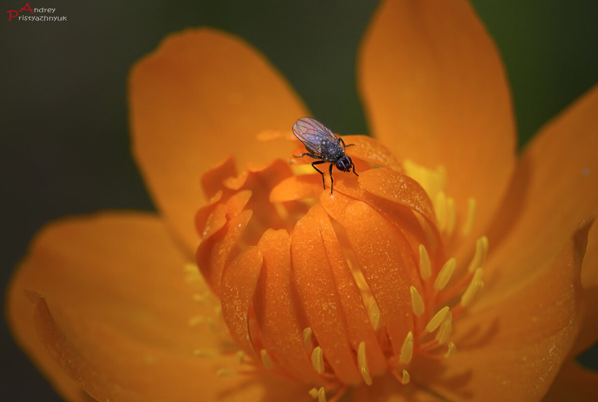 На цветке - Андрей Пристяжнюк